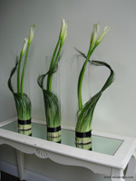 Calla Lilly